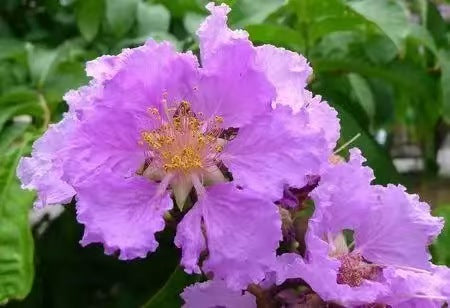 Giant Crape Myrtle Crochet Flower Stem