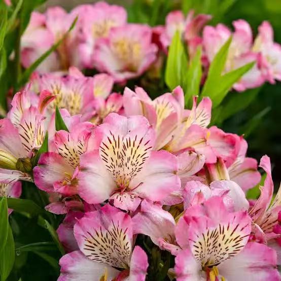 Peruvian Lily Crochet Flower Stem