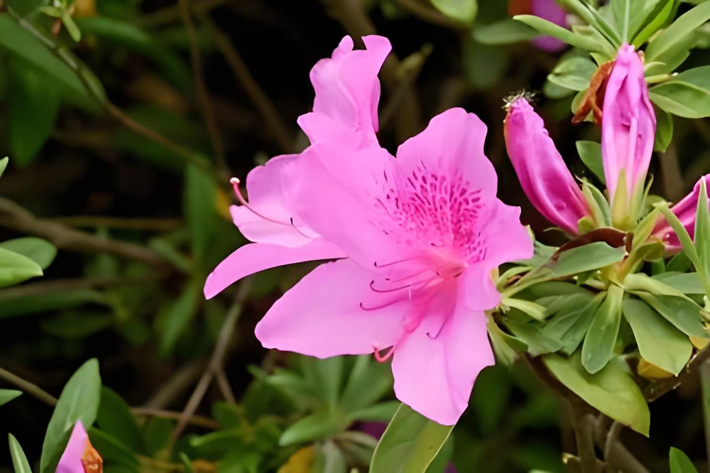 Azalea Crochet Flower Stem