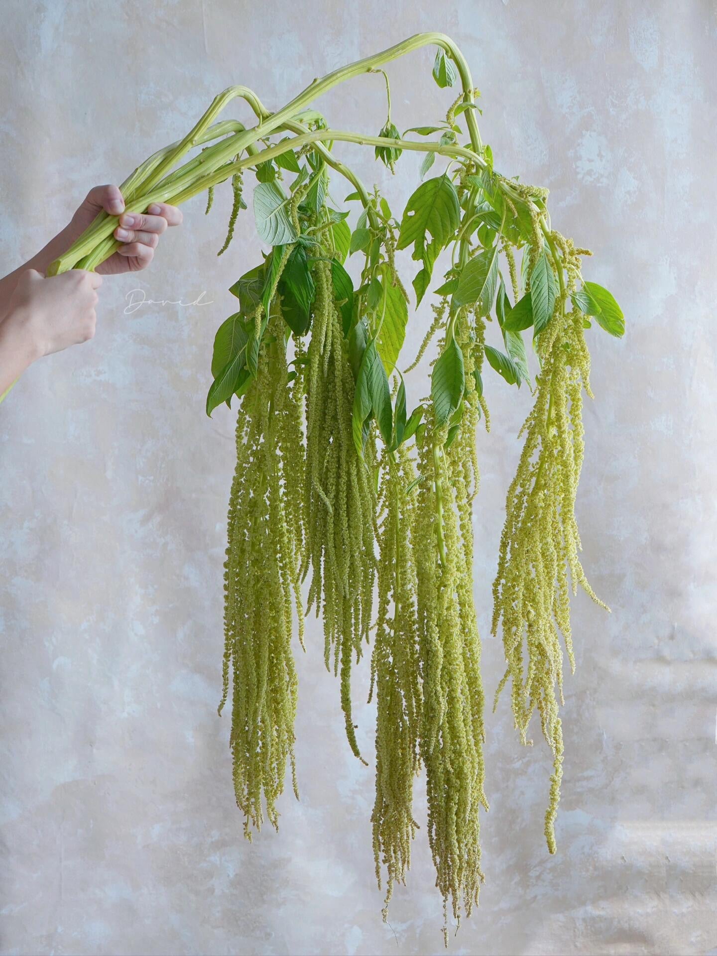 Love-Lies-Bleeding Crochet Flower Stem